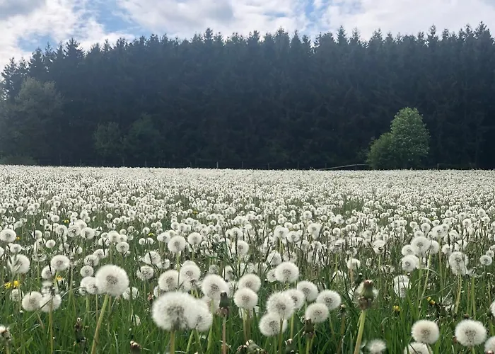 Eifel Charlotte Vakantiehuis Dahlem (Euskirchen)